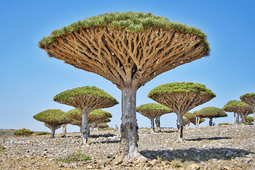 Ejderha kanı ağaçları, Socotra, Yemen