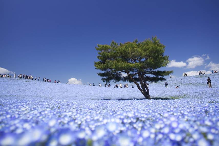 Hitachi Seaside Park, Japonya