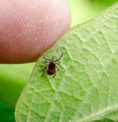 LYME ve OTİZM hastalığı ilişkili mi?