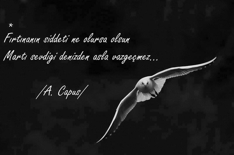 A. Capus