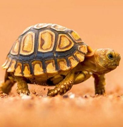 Yeni bir hayat istiyorsan önce kaplumbağa olacaksın!